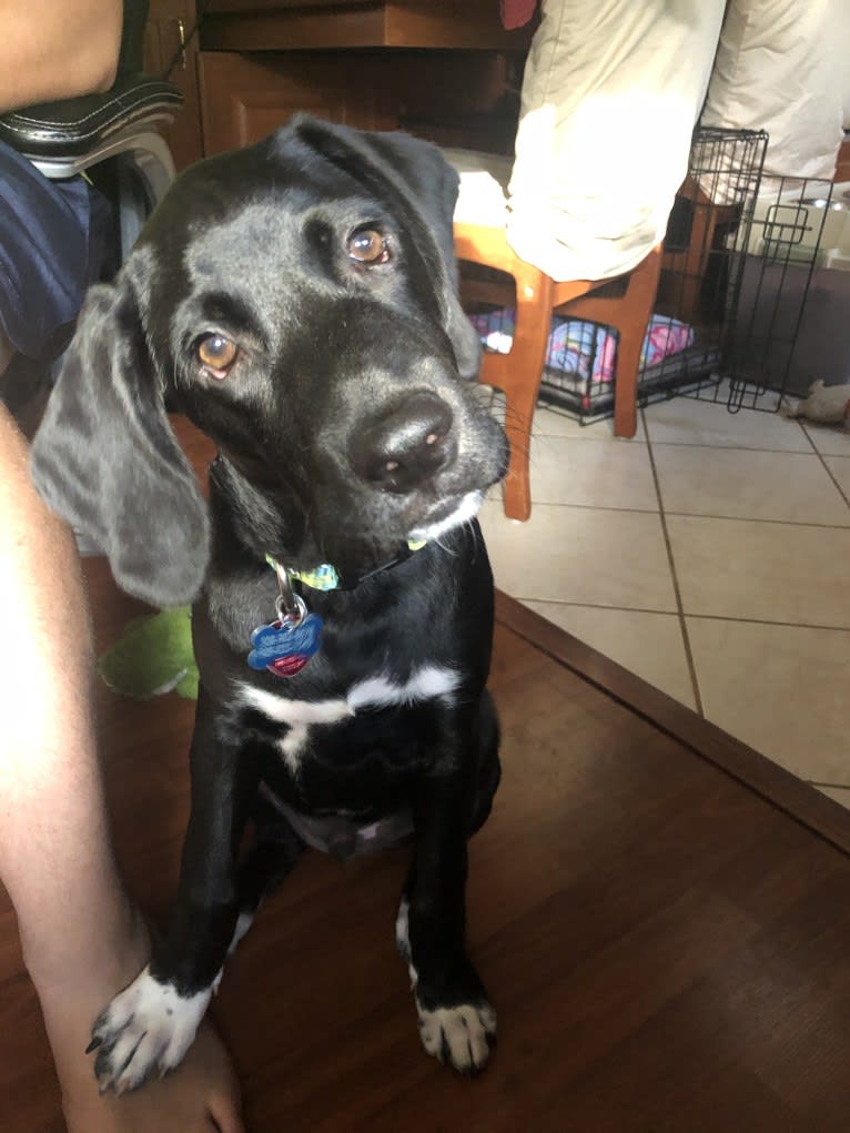 Huck, a German Shorthaired Pointer and Golden Retriever mix tested with EmbarkVet.com