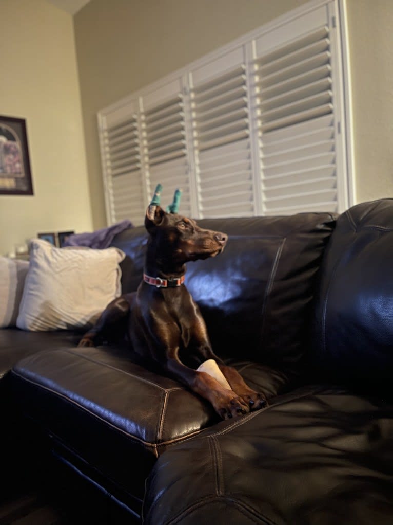 Maverick, a Doberman Pinscher tested with EmbarkVet.com