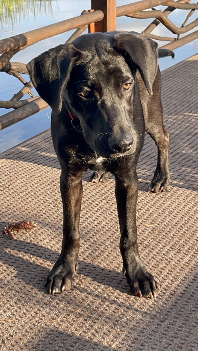 Mr. Sirius Black Obsidian Bean, a German Shepherd Dog and American Pit Bull Terrier mix tested with EmbarkVet.com