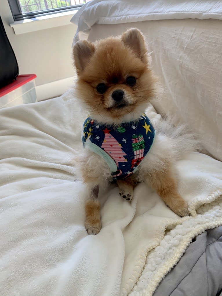 Santino, a Pomeranian tested with EmbarkVet.com