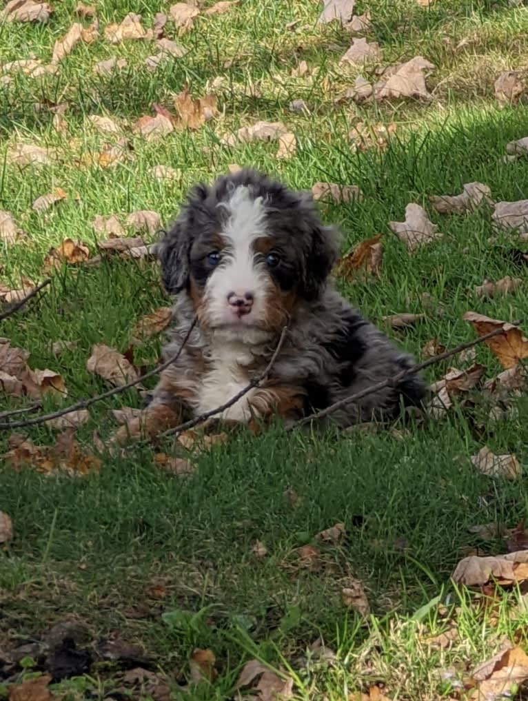 Theo, a Bernedoodle tested with EmbarkVet.com