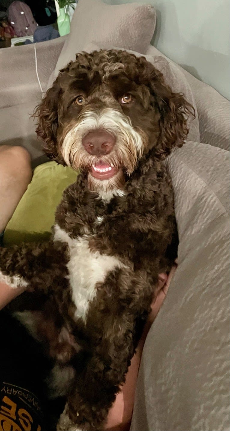 Bolo, an English Springer Spaniel and Poodle (Standard) mix tested with EmbarkVet.com