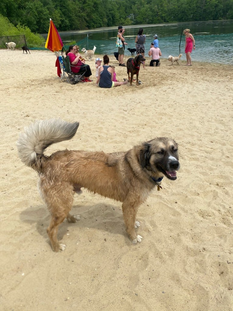 Maverick, a Great Pyrenees and Anatolian Shepherd Dog mix tested with EmbarkVet.com