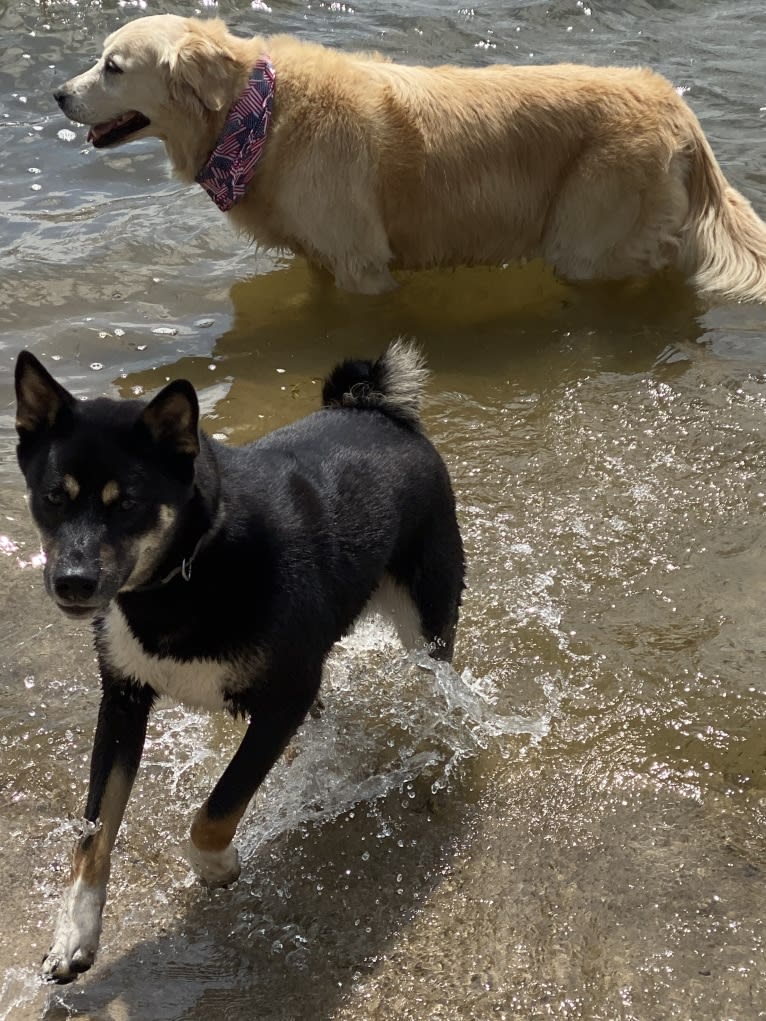 Kai Waneezer Fetter, a Shiba Inu tested with EmbarkVet.com