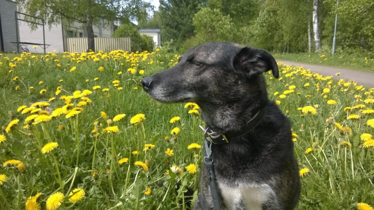 Olia, an European Village Dog tested with EmbarkVet.com