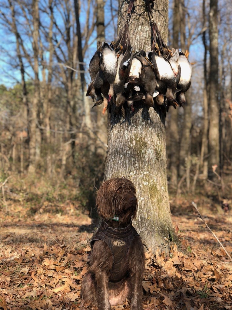 Ava, a Pudelpointer tested with EmbarkVet.com