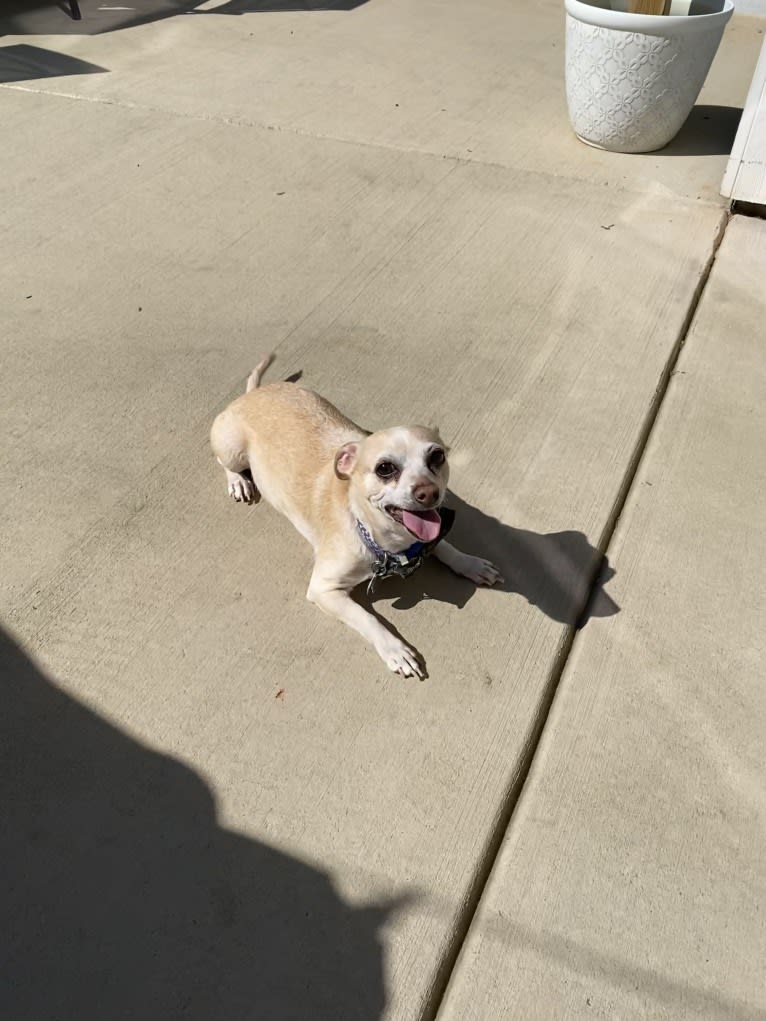 Mr. Jiggles, a Chihuahua and Russell-type Terrier mix tested with EmbarkVet.com