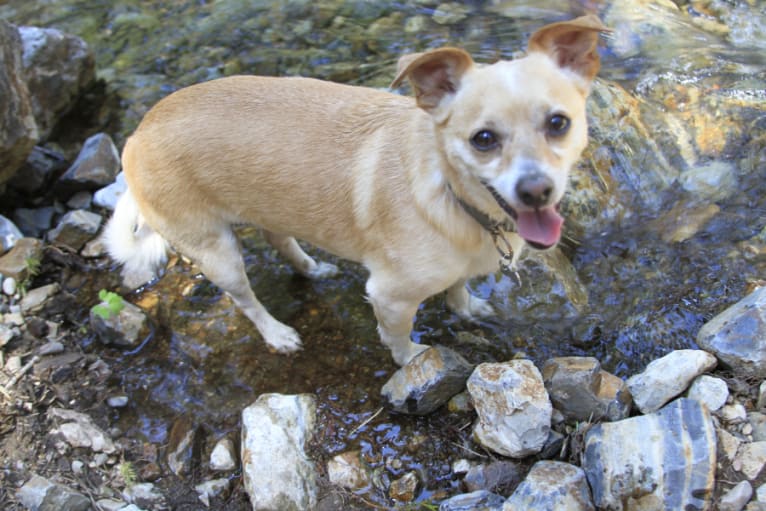 Tealy, a Chihuahua and Pomeranian mix tested with EmbarkVet.com