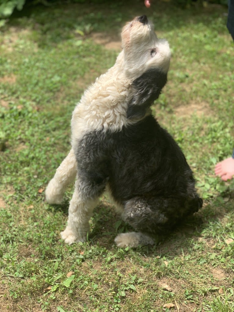 Maggie, an Old English Sheepdog tested with EmbarkVet.com