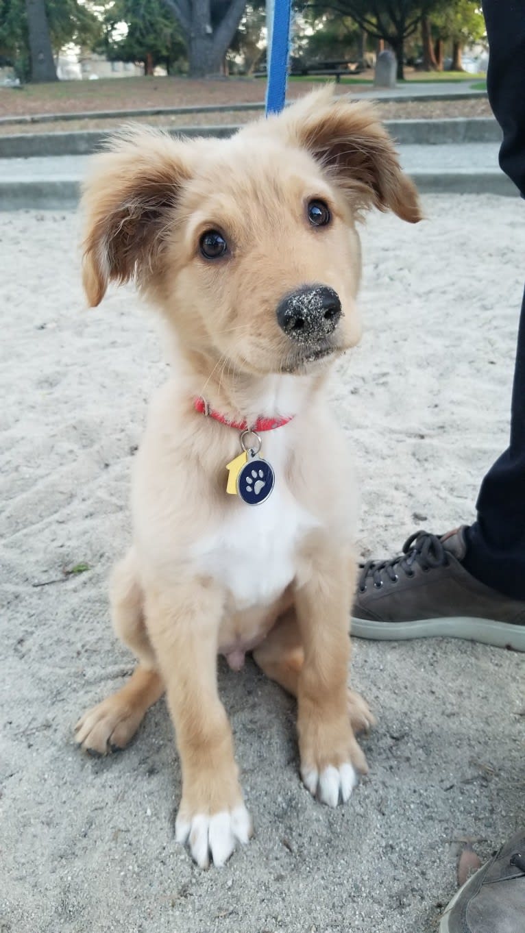 Noodle, a German Shepherd Dog and Doberman Pinscher mix tested with EmbarkVet.com