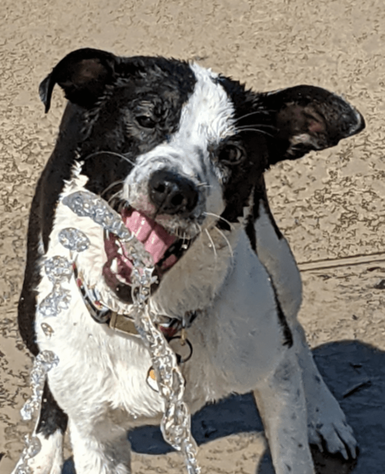 "Tama" Tamago, an American Pit Bull Terrier and Australian Cattle Dog mix tested with EmbarkVet.com