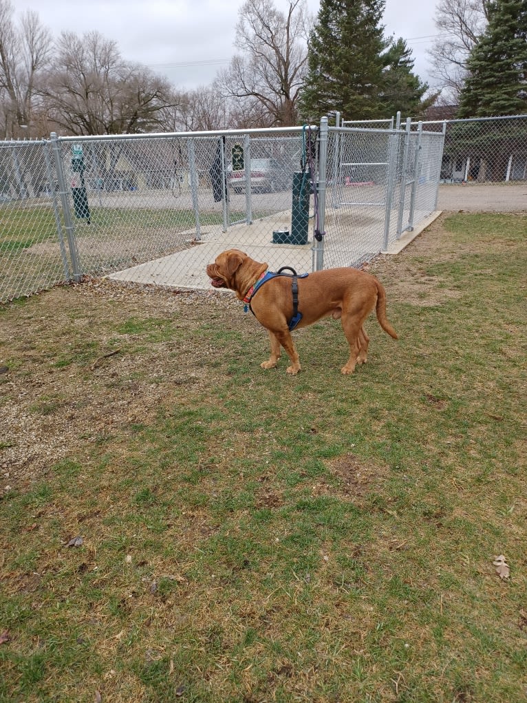 Brutis II, a Dogue de Bordeaux tested with EmbarkVet.com