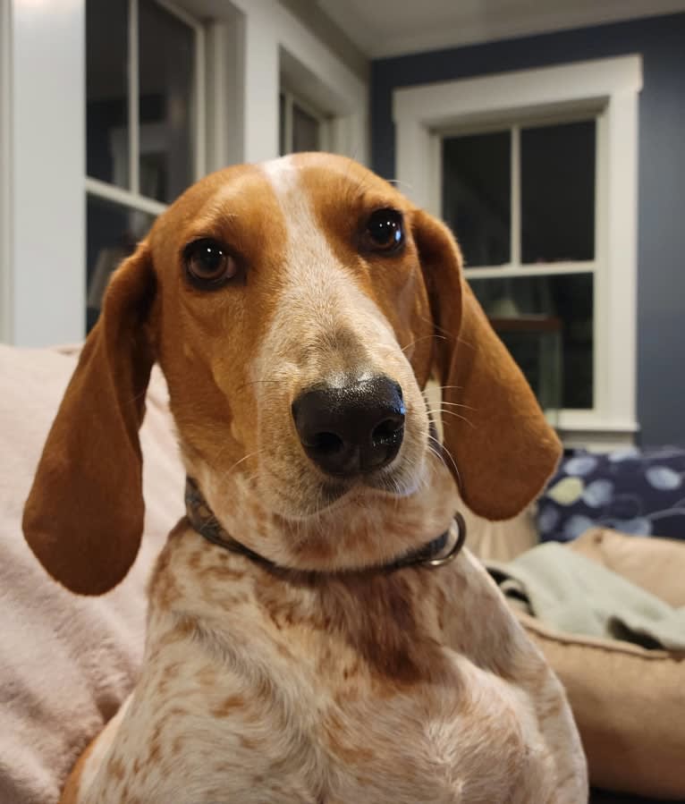 Jasper, an American English Coonhound tested with EmbarkVet.com