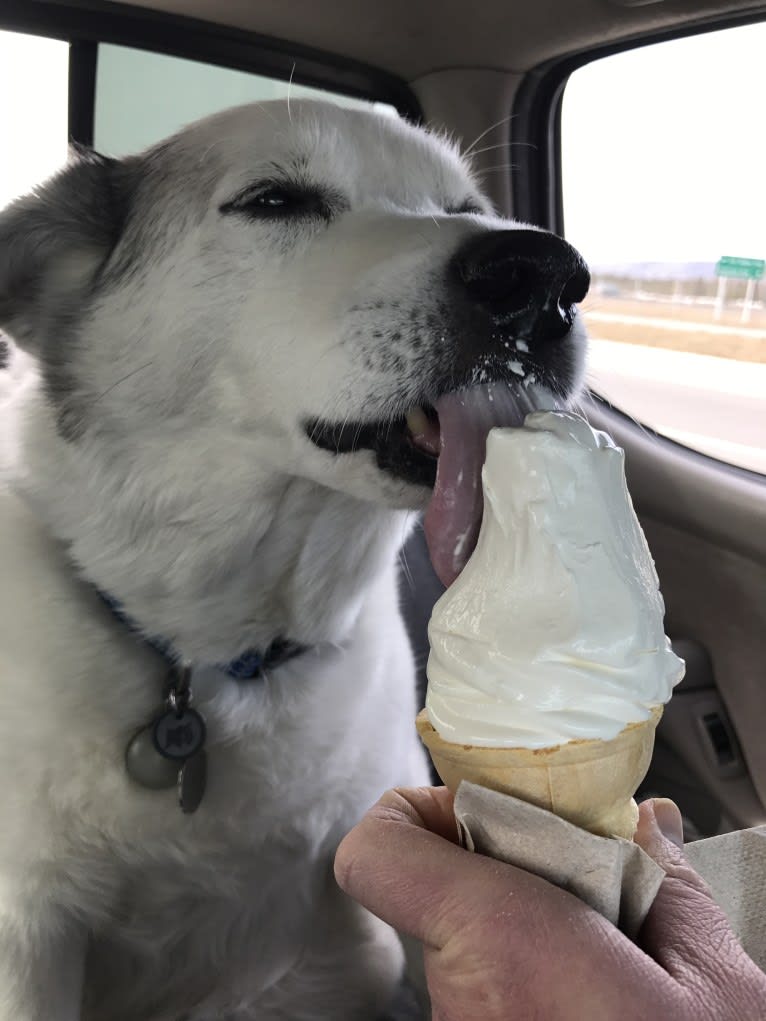 Buddy, an American Eskimo Dog and Norwegian Elkhound mix tested with EmbarkVet.com