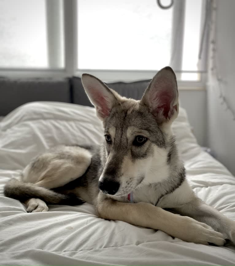 Nimue Qabrielle, a Saarloos Wolfdog tested with EmbarkVet.com