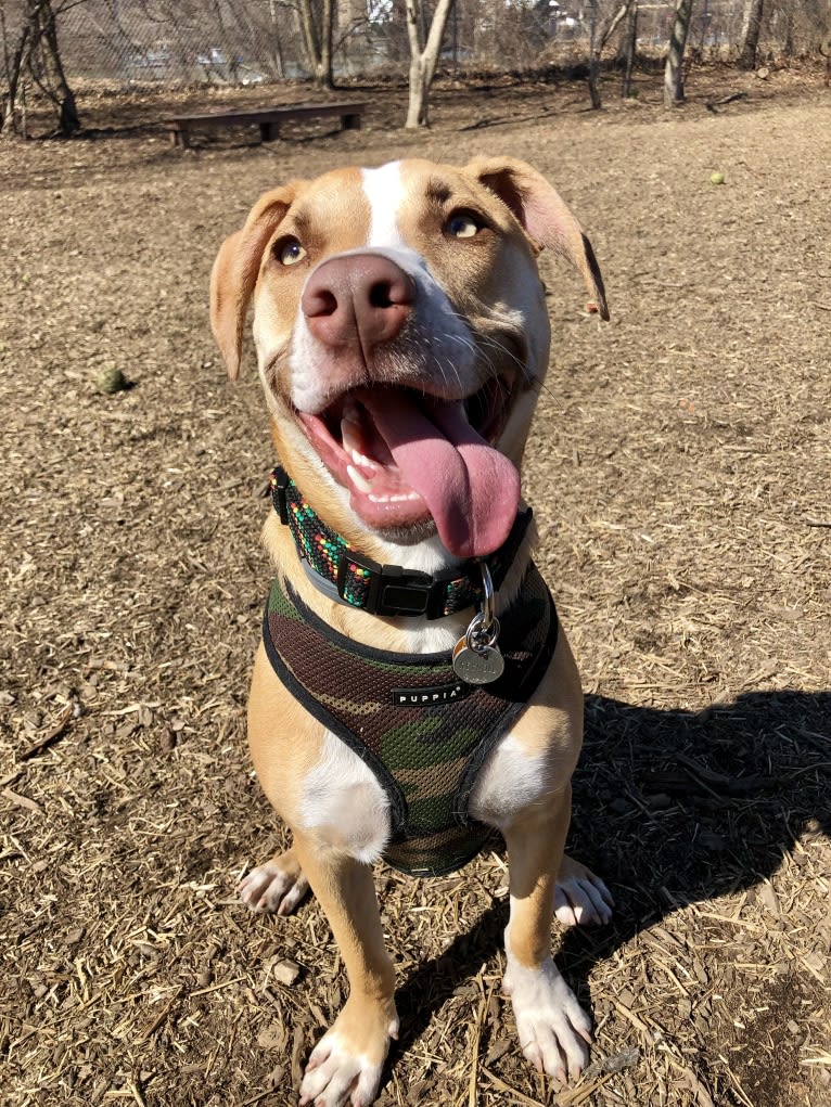 Reynold, an American Pit Bull Terrier and American Staffordshire Terrier mix tested with EmbarkVet.com