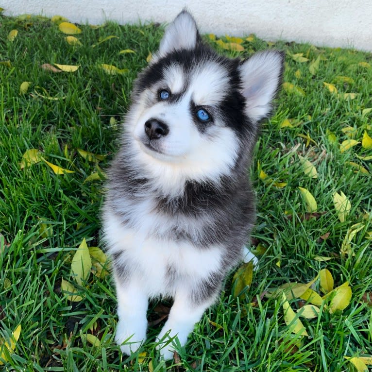 Gamora, a Pomsky tested with EmbarkVet.com