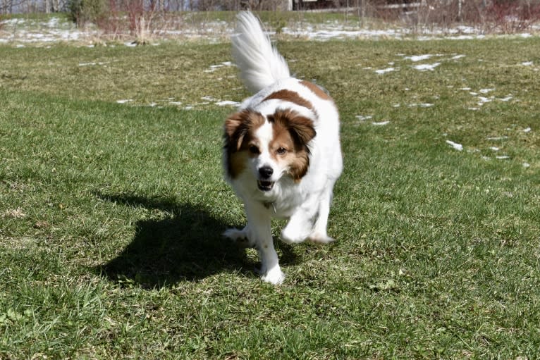 Cooper, an Australian Cattle Dog and Shih Tzu mix tested with EmbarkVet.com