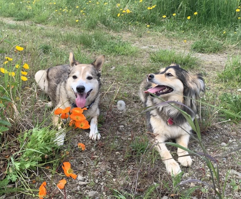 Wiley, an Alaskan-type Husky and Labrador Retriever mix tested with EmbarkVet.com