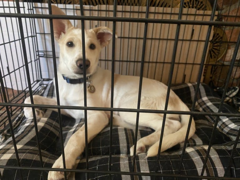 Comet, a Chow Chow and German Shepherd Dog mix tested with EmbarkVet.com