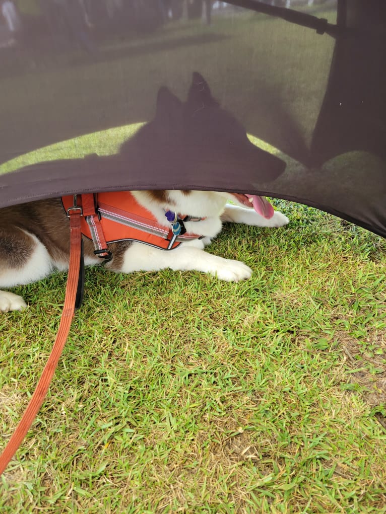 London, a Siberian Husky tested with EmbarkVet.com