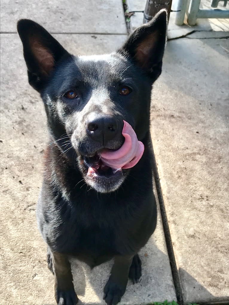 Tessa, an Akita and American Pit Bull Terrier mix tested with EmbarkVet.com