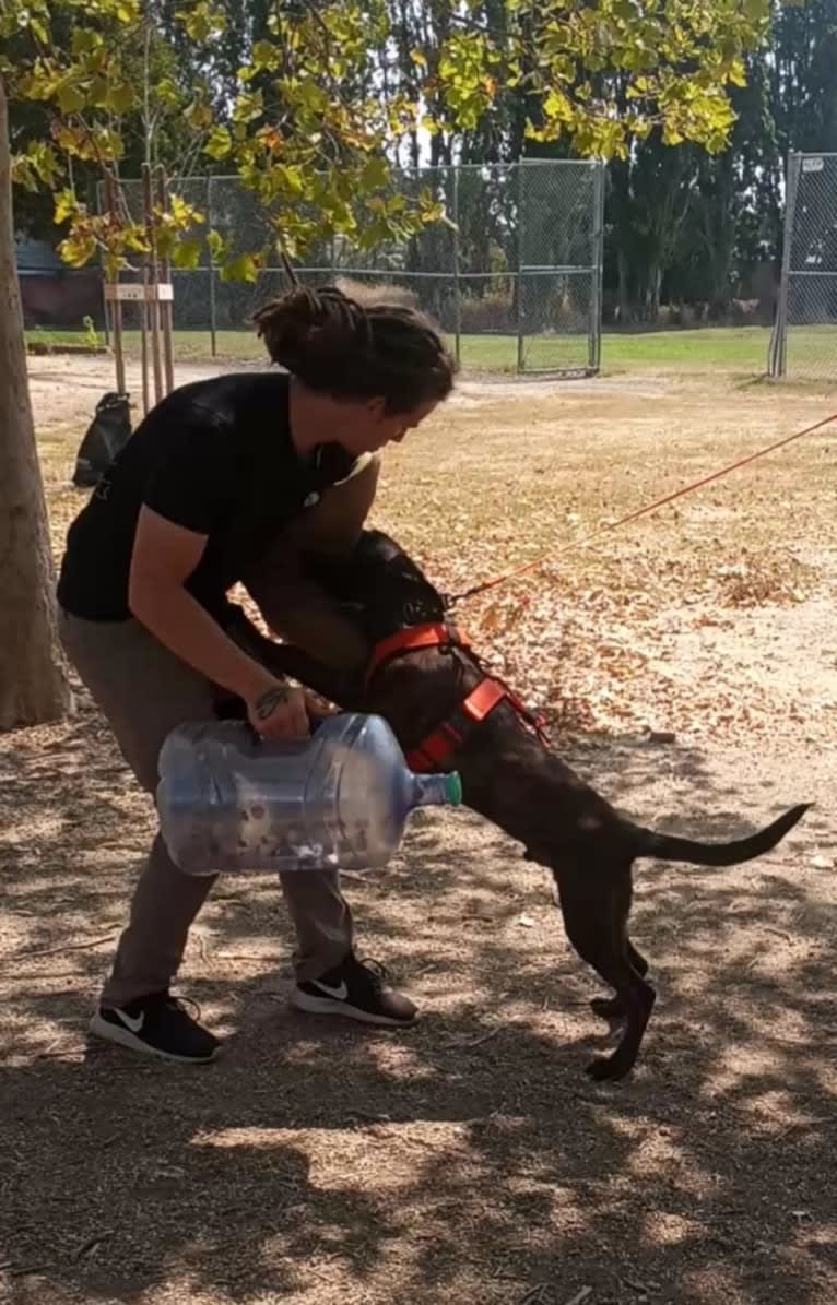 Static, a Dutch Shepherd tested with EmbarkVet.com