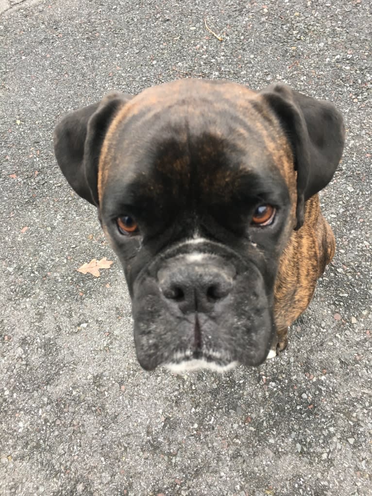 Murray, a Boxer tested with EmbarkVet.com