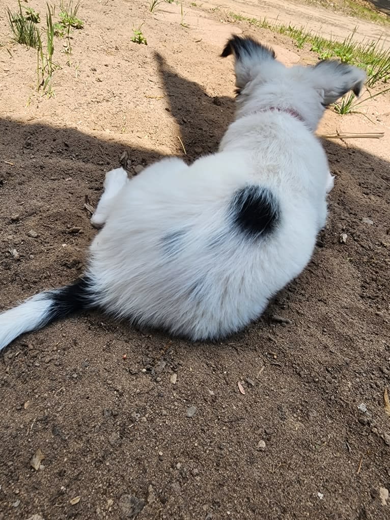 Shelby, a Papillon tested with EmbarkVet.com