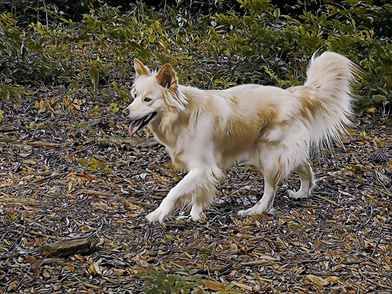 Roxy, a Siberian Husky and Labrador Retriever mix tested with EmbarkVet.com