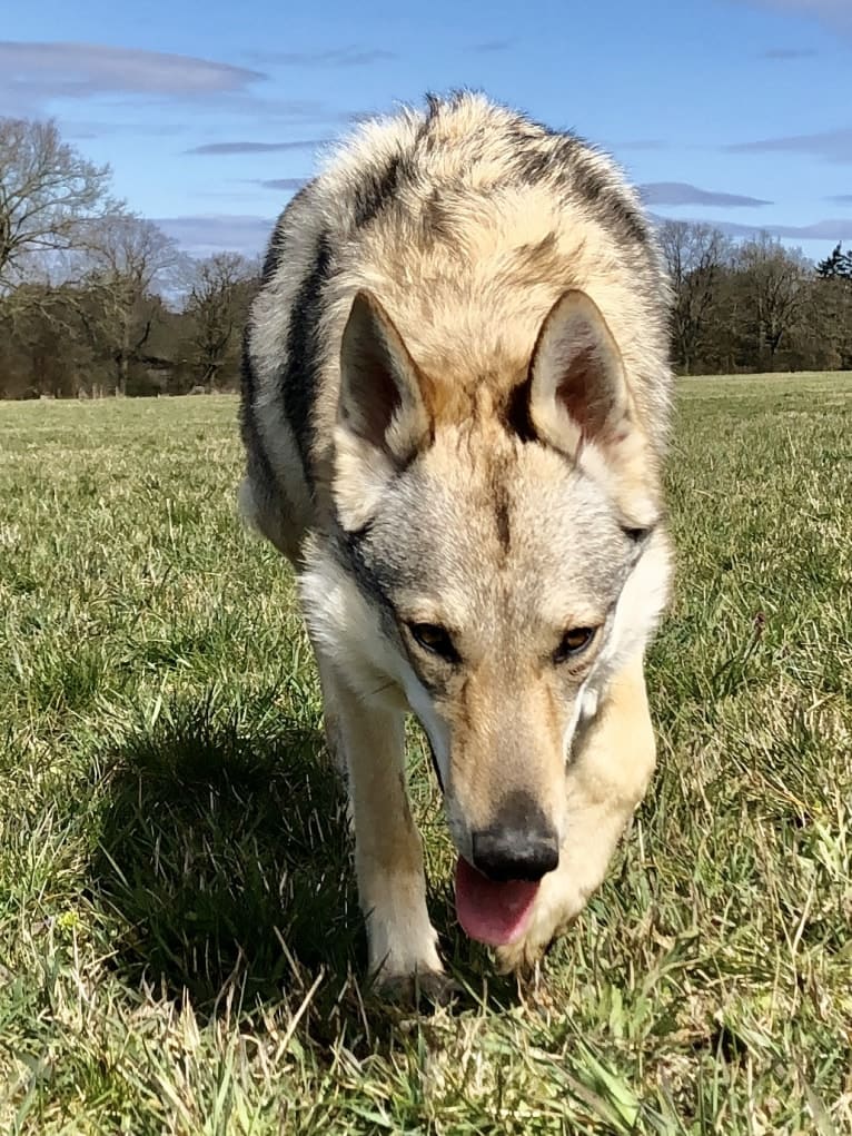 Caya, a Czechoslovakian Vlcak tested with EmbarkVet.com