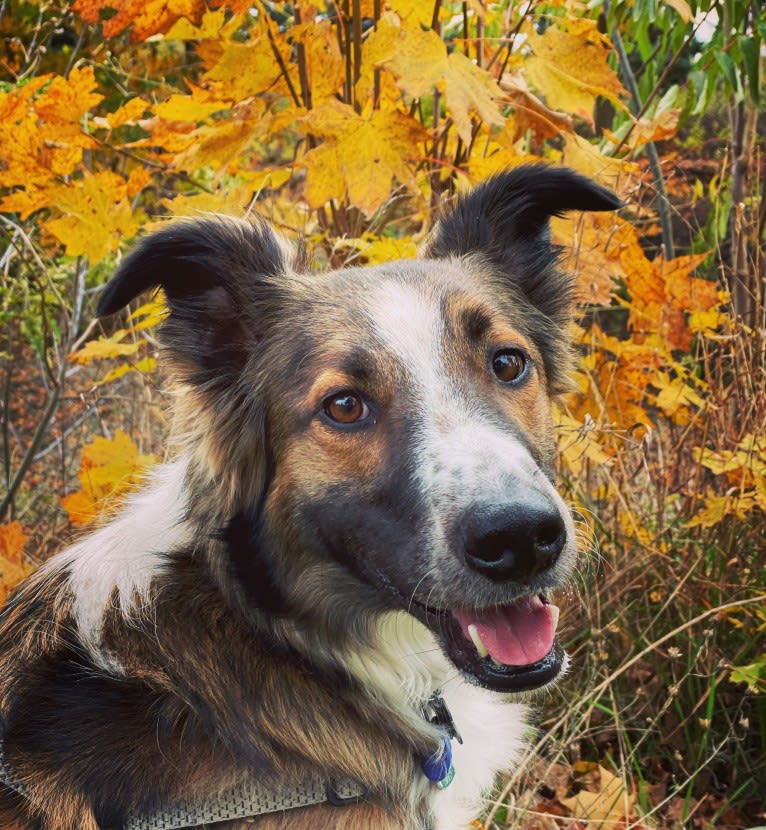 Bentley, an English Shepherd and Collie mix tested with EmbarkVet.com