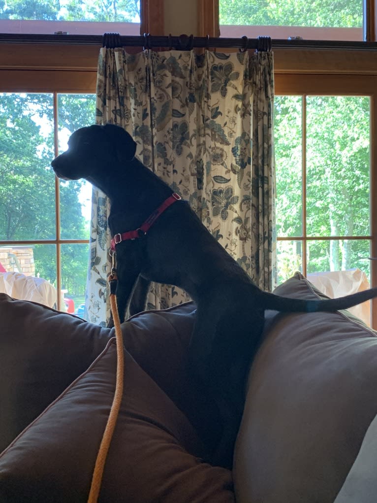 Ollie Milazzo, an American Foxhound and German Shorthaired Pointer mix tested with EmbarkVet.com