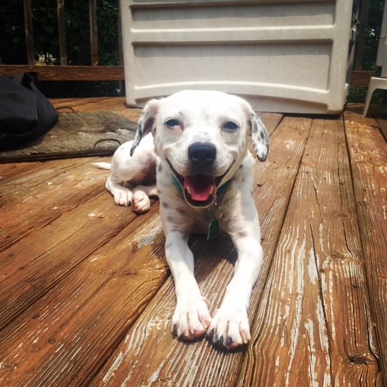 Molly, a Boston Terrier and American Pit Bull Terrier mix tested with EmbarkVet.com