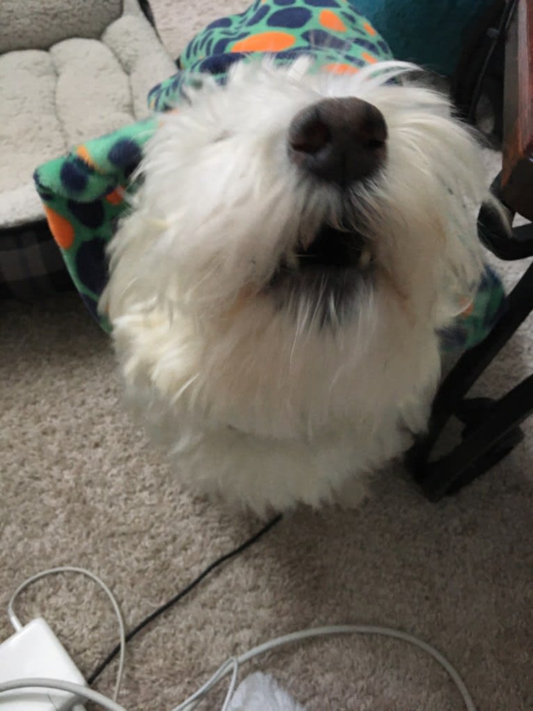 Dylan, a West Highland White Terrier tested with EmbarkVet.com