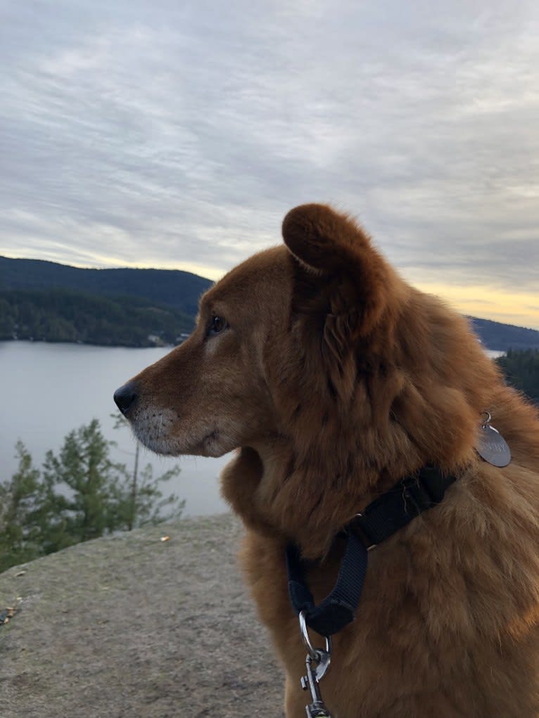 Sunny, a Chow Chow and Australian Cattle Dog mix tested with EmbarkVet.com