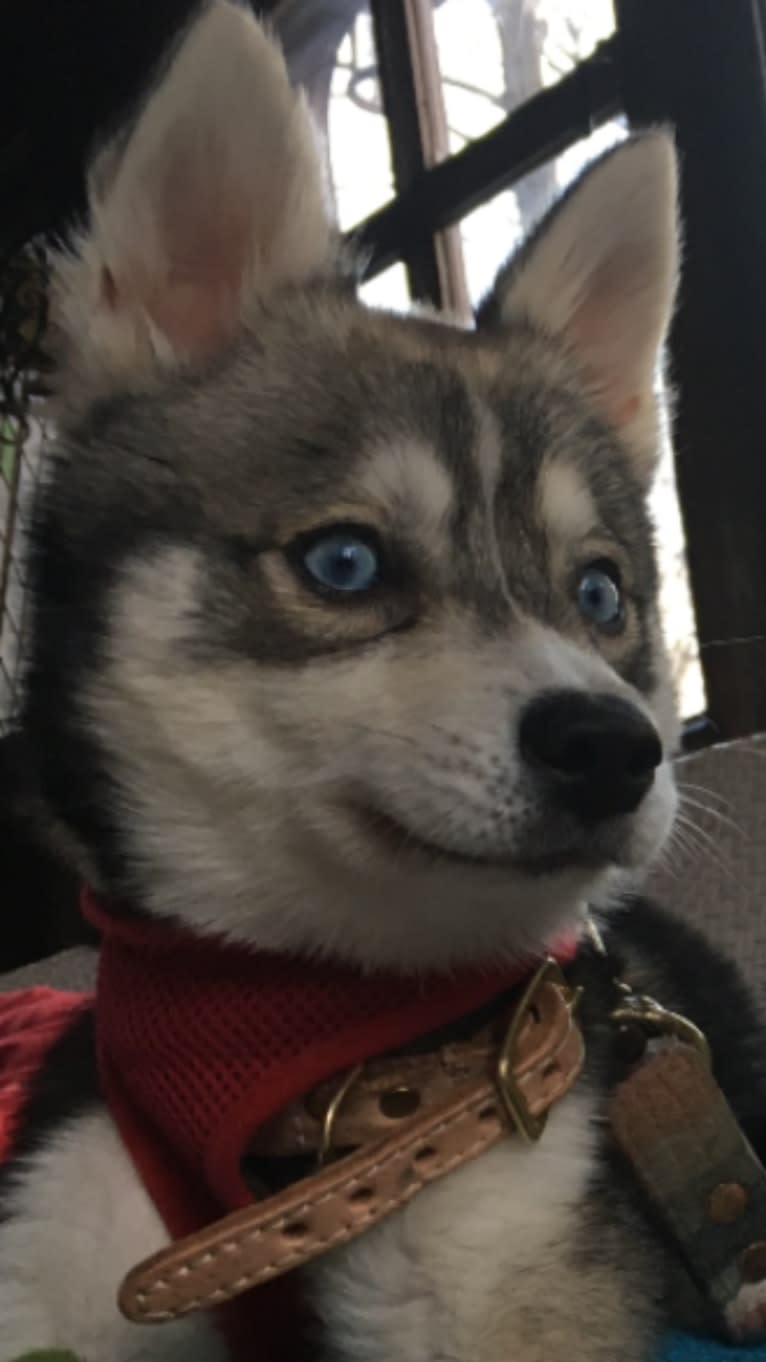 Clint, an Alaskan Klee Kai tested with EmbarkVet.com