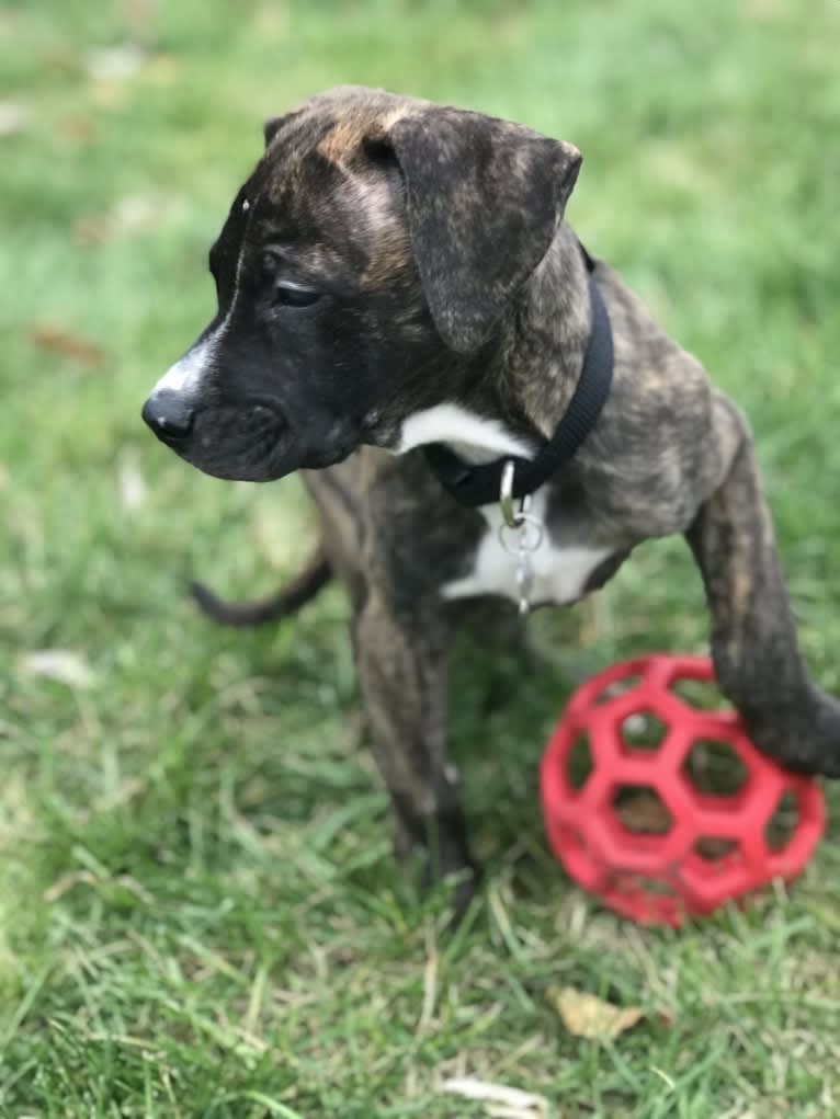 Dax, an American Pit Bull Terrier and Boxer mix tested with EmbarkVet.com