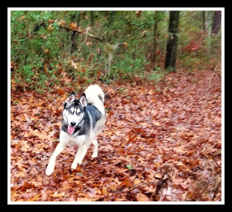 Teko, a Siberian Husky tested with EmbarkVet.com