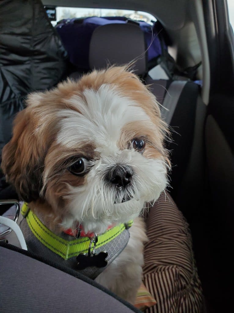 Lili'uokalani, a Shih Tzu tested with EmbarkVet.com