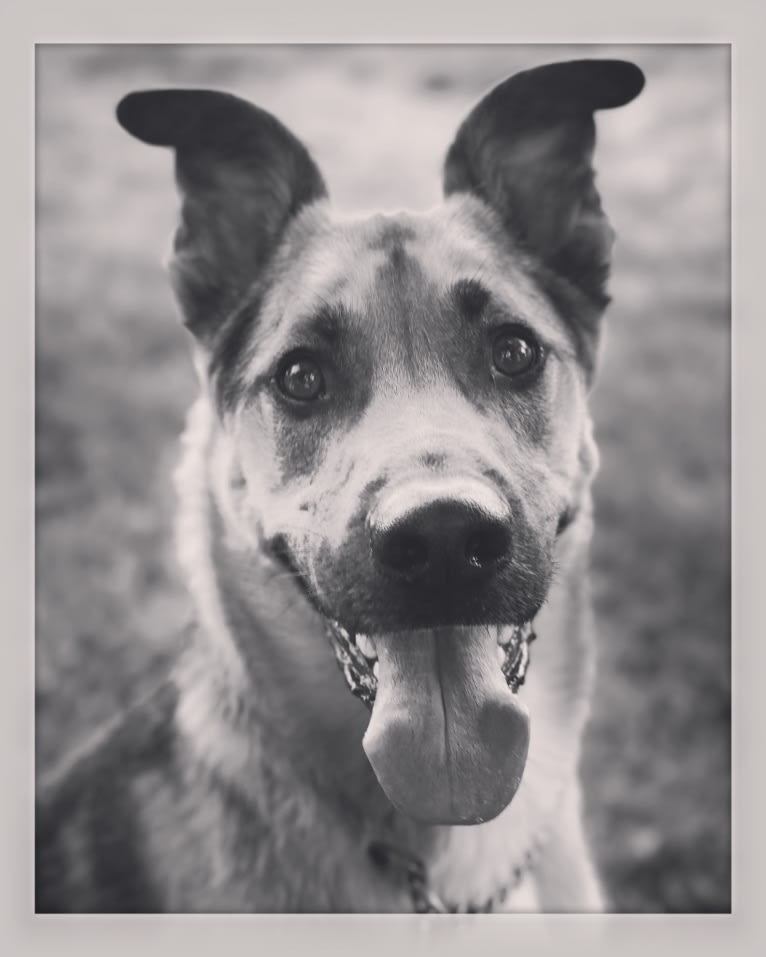 Journey, a German Shepherd Dog and Rottweiler mix tested with EmbarkVet.com