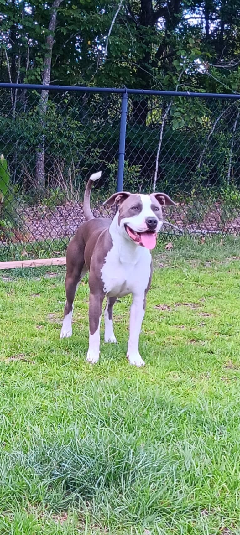 "X" (Dmx), an American Pit Bull Terrier tested with EmbarkVet.com