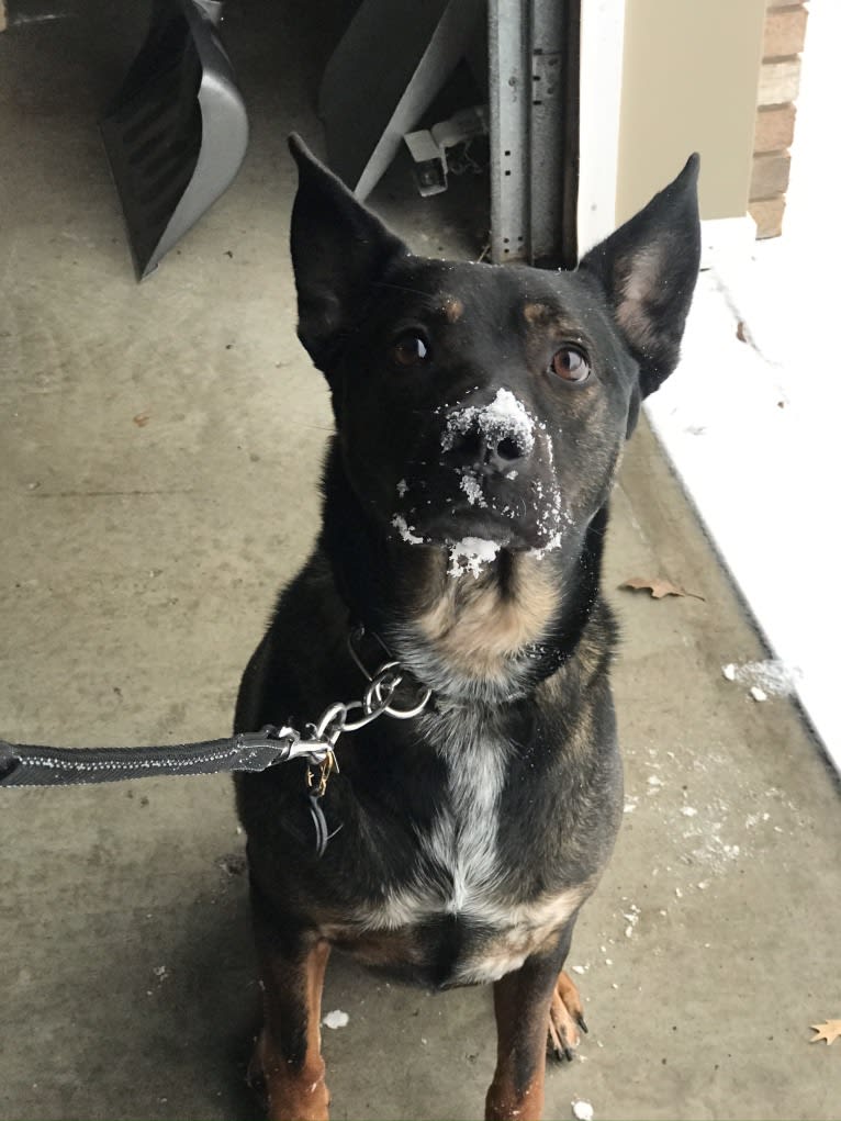 Boston, an Australian Cattle Dog and American Pit Bull Terrier mix tested with EmbarkVet.com