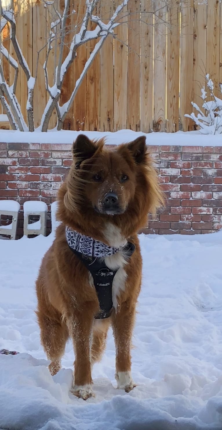 Coyote Puf, a Chow Chow and American Eskimo Dog mix tested with EmbarkVet.com