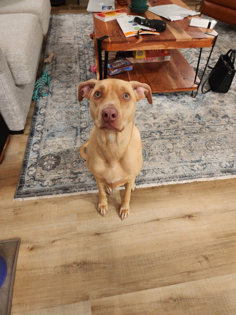 Lucky, an American Village Dog and American Pit Bull Terrier mix tested with EmbarkVet.com