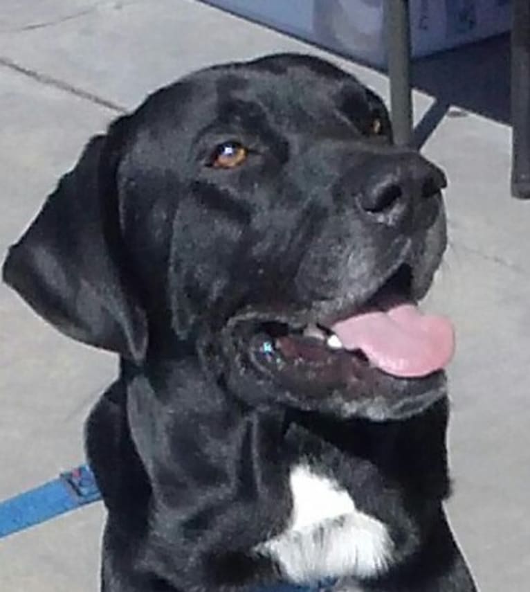 Casper, a Labrador Retriever and Staffordshire Terrier mix tested with EmbarkVet.com