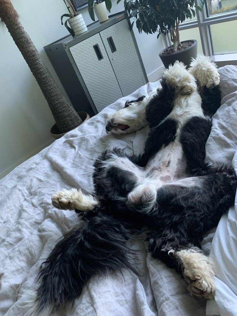 Steinway Grand, a Sheepadoodle tested with EmbarkVet.com