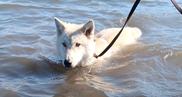Valefor a dog tested with EmbarkVet.com