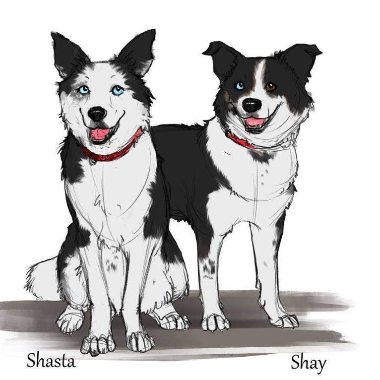Shasta, a Siberian Husky and Labrador Retriever mix tested with EmbarkVet.com