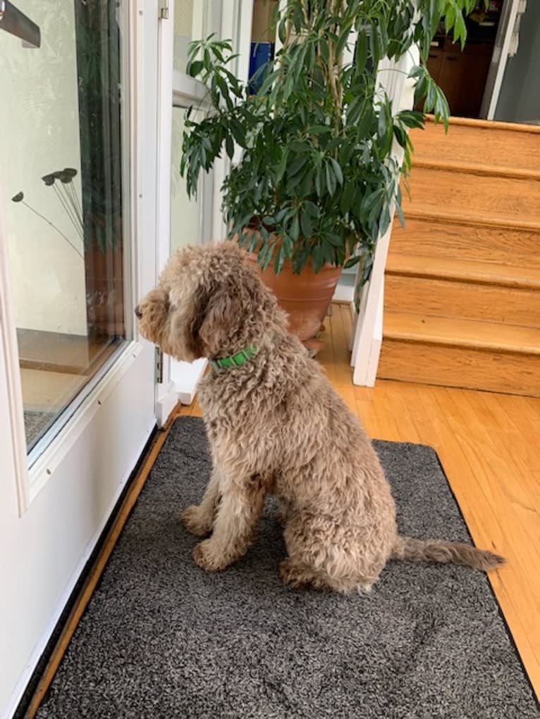 Rosie, a Lagotto Romagnolo tested with EmbarkVet.com